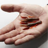 Creature Savage Gear 3D Crayfish Rattling 5.5cm 1.6G Motor Oil UV