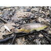 FishUp Yochu Trout Series Cheese 4.3cm #132 White Bubble Gum