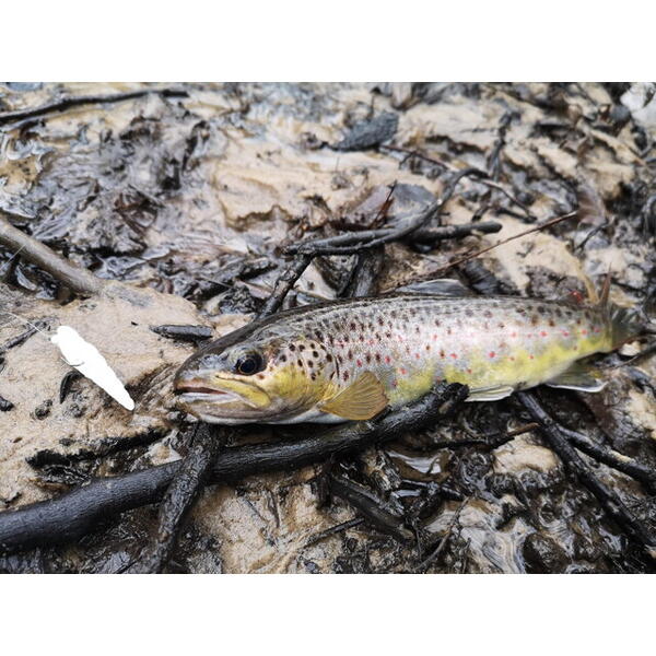 FishUp Yochu Trout Series Cheese 4.3cm #009 White
