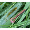 FishUp Vipo 5.2cm #012 Chaos