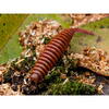 FishUp Tanta 4.2cm #050 Green Pumpkin Brown Red & Purple