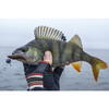 FishUp Tanta 4.2cm #046 Lemon