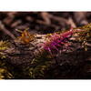 FishUp Stonefly 2.1cm #050 Green Pumpkin Brown Red & Purple