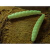 FishUp Morio Trout Series Cheese 3.1cm #139 Earthworm Hot Pink