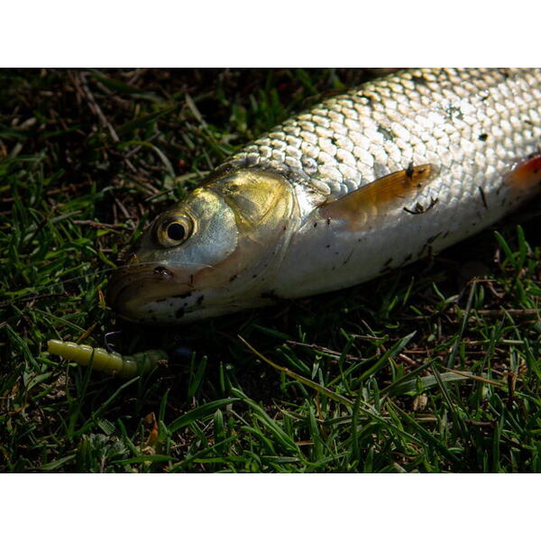 FishUp Morio Trout Series Cheese 3.1cm #132 White Bubble Gum