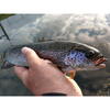 FishUp Morio Trout Series Cheese 3.1cm #106 Earthworm