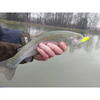FishUp Maya Trout Series Cheese 3.5cm #132 White Bubble Gum