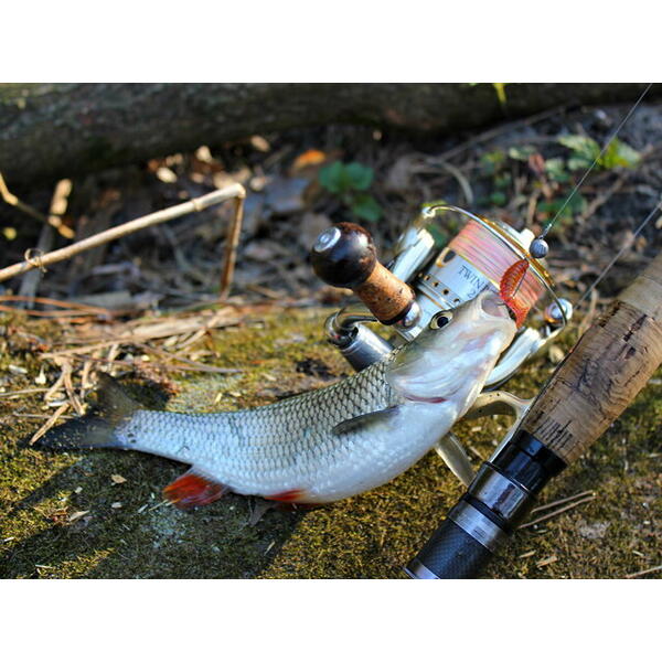 FishUp Fancy Grub 2.5cm #043 Watermelon Brown Black