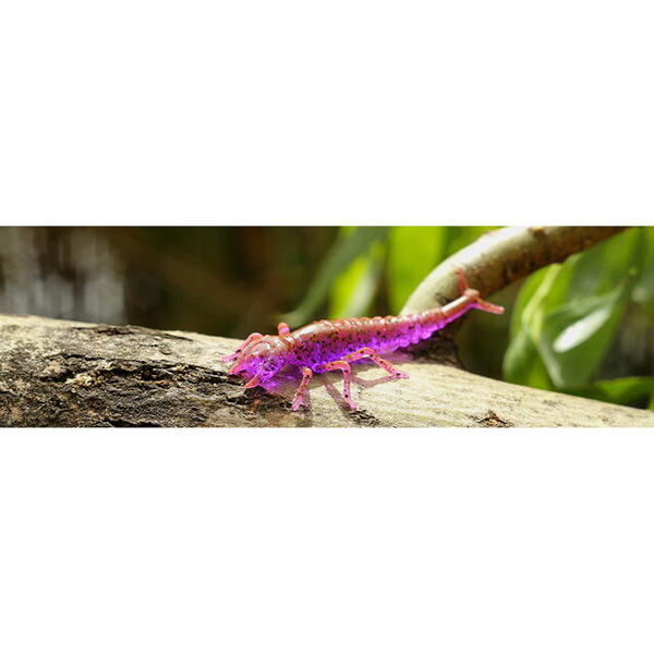 FishUp Diving Bug 5cm #043 Watermelon Brown Black