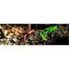 FishUp Baffi Fly Trout Series Cheese 3.8cm #107 Orange