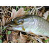 FishUp ARW Worm 5.5cm #057 Bluegill