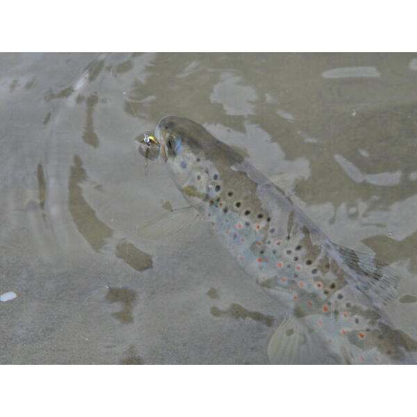 Lingurita rotativa Smith Ltd. AR-S Spinner Trout 3.5g 02 MTBK