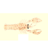 Mustad Mezashi Rock Lobster 7.5cm 6g Clear Magic