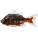 Live Target Sunfish Unrigged 8.5cm Black Brown 4buc